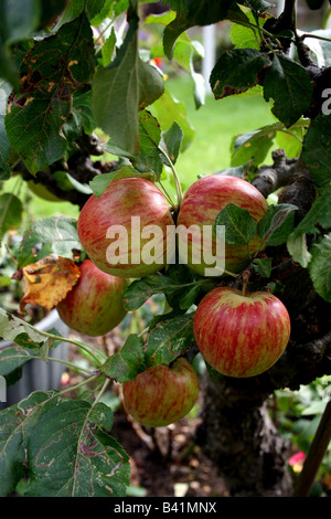 Anglais Cox's Orange Pippin POMME SUR L'ARBRE EN AUTOMNE. Banque D'Images