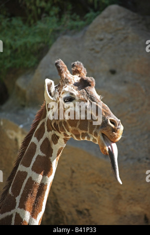 Girafe avec sa langue qui sort Banque D'Images