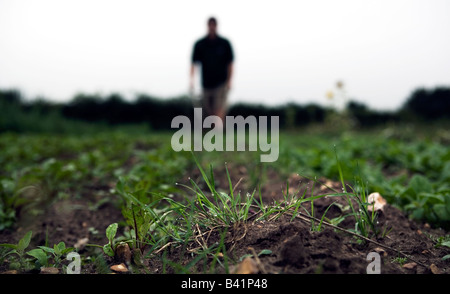 Houe traditionnelle utilise jardinier sur les rangées de légumes biologiques, avec la rosée sur l'herbe au premier plan Banque D'Images