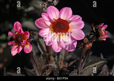 Le dahlia (Dahlia sp.), la variété : Dark Angel American Pie, fleurs Banque D'Images