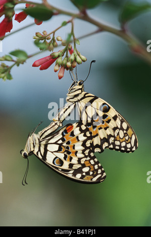 Papilio demoleus papillon citron captif d'accouplement paire Banque D'Images