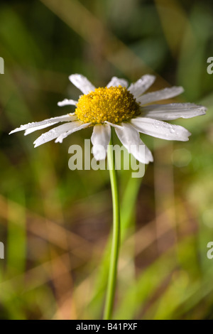 Close up on Oxeye Daisy Chrysanthemum leucanthemum flower PA USA Banque D'Images