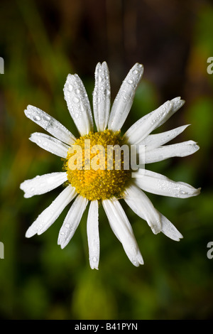 Close up on Oxeye Daisy Chrysanthemum leucanthemum flower PA USA Banque D'Images