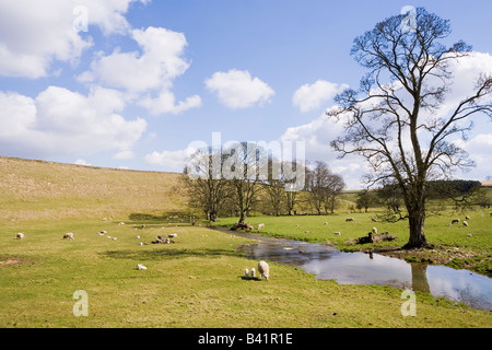 Moutons et agneaux de printemps animaux sur les Cotswolds à côté de la rivière infantile Leach 1 mille au NW de Eastleach, Gloucestershire Banque D'Images