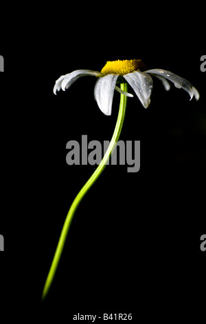 Close up on Oxeye Daisy Chrysanthemum leucanthemum flower PA USA Banque D'Images