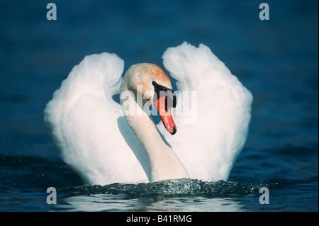 Cygne tuberculé Cygnus olor natation homme Flachsee Argovie Suisse Banque D'Images