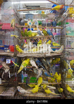 Oiseaux de cage à vendre dans le département de l'animal la célèbre Bangkok Chatuchak Weekend Market Banque D'Images