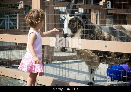 Enfant Rss Jacob quatre ovins par clôture à la basse-cour Banque D'Images