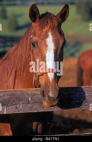 Portrait d'un cheval de ranch dans un enclos Banque D'Images