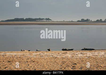 Les phoques sur la plage Frosty Banque D'Images