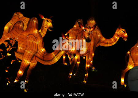 Des chameaux dans les animaux de la Section Afrique en 2008 Toronto Chinese Lantern Festival mettant en vedette de plaisance de lanternes Zigong Sichuan Chine Banque D'Images