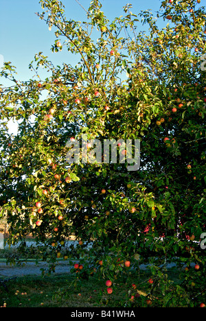 Pommier sauvage non pulvérisées non élagués chargés de fruits mûrs Banque D'Images