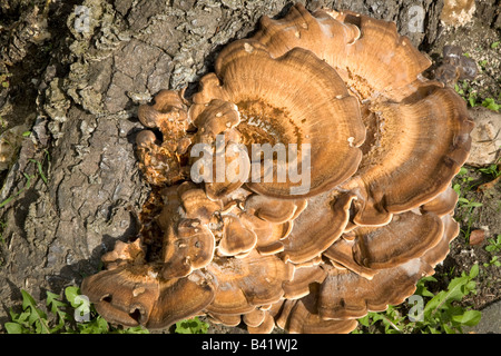 La Turquie queue Trametes versicolor champignons sur tronc al Banque D'Images