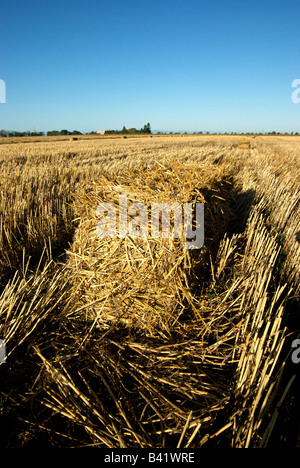 Bottes de foin dans le champ d'orge en attente de pick up Banque D'Images