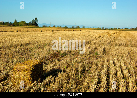 Bottes de foin dans le champ d'orge en attente de pick up Banque D'Images