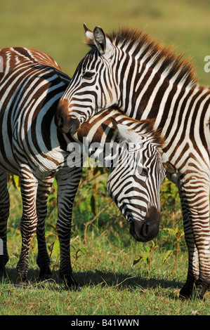 Les zèbres des plaines Equus quagga paire Le lac Nakuru Kenya Afrique Banque D'Images