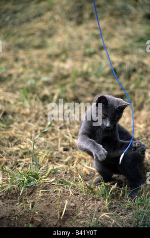 Petit chat bleu russe jouant avec corde bleu Banque D'Images