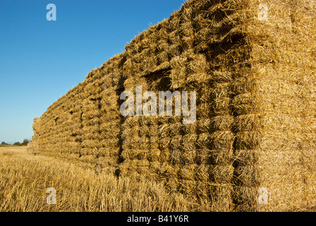 Mur de bottes de foin empilées dans un champ d'orge Banque D'Images