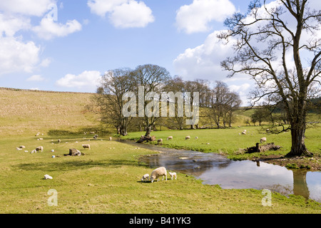 Moutons et agneaux de printemps animaux sur les Cotswolds à côté de la rivière infantile Leach 1 mille au NW de Eastleach, Gloucestershire Banque D'Images