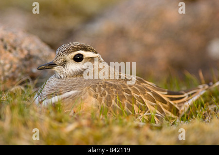 Charadrius morinellus « récent homme assis sur son nid Banque D'Images