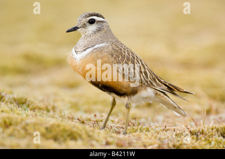 Charadrius morinellus homme « récent sur la reproduction sur mousse Rhacomitrium bruyère sur plateau de Cairngorm Banque D'Images