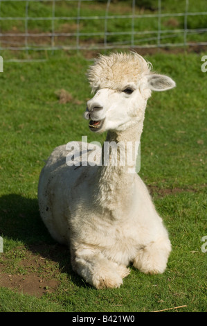 Close-up of a white alpaga domestiqués (Vicugna pacos) assis dans un champ dans le Dorset England UK Banque D'Images