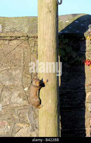 Un écureuil gris Sciurus carolinensis grimpant sur un poteau de téléphone Banque D'Images