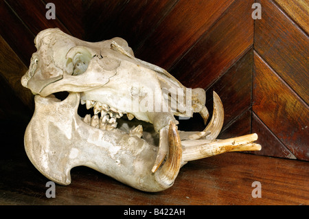 Crâne d'hippopotame, Parc National d'Arusha, Tanzanie Banque D'Images