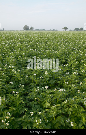 Domaine des cultures de pommes de terre en fleurs Banque D'Images