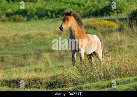 La lumière unique brown Poney Dartmoor fièrement dressé à la verticale et d'alerte la respiration haletante avec narines brûlé après une course Banque D'Images