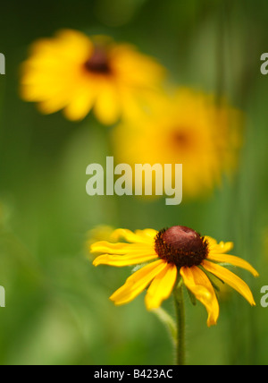 Susans Black Eyed dans une prairie Garden Banque D'Images