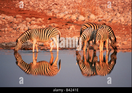 Les zèbres des plaines Equus quagga potable Groupe Afrique Namibie Banque D'Images