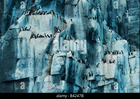 La marmette de Brünnich (Uria lomvia) colonie de reproduction dans le détroit d'Hinlopen falaise Spitzberg Svalbard Arctique Norvège Banque D'Images