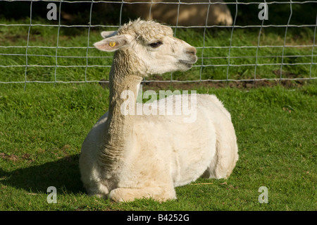 Close-up of a white alpaga domestiqués (Vicugna pacos) assis dans un champ dans le Dorset England UK Banque D'Images