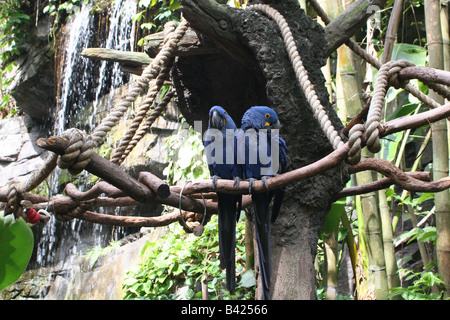 Anodorhynchus hyacinthinus deux aras Hyacinthe à Animal Kingdom Banque D'Images