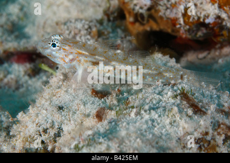 Un tout petit poisson Gobie Bridled gisant sur le fond de sable de corail près de son terrier. Banque D'Images