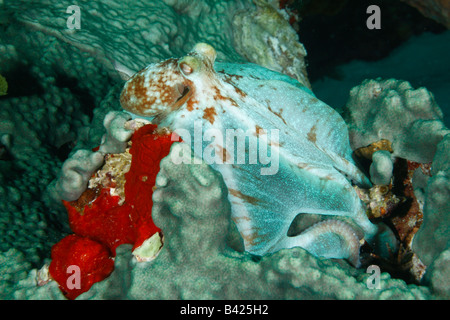 Caribbean Reef Octopus la chasse nocturne couvrant la tête de corail avec ses tentacules photographiés au cours de plongée de nuit. Banque D'Images