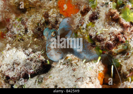 Caribbean Reef Octopus se cacher entre les têtes de corail lorsqu'il est soumis à la lumière du flash lors de la plongée de nuit Banque D'Images