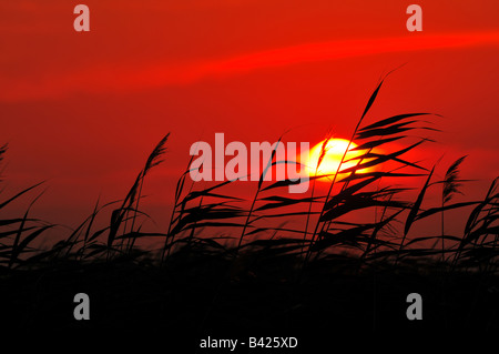 Coucher du soleil à Peshnoe les marais où la rivière Oural se jette dans la mer Caspienne, près de Almaty au Kazakhstan occidental Banque D'Images