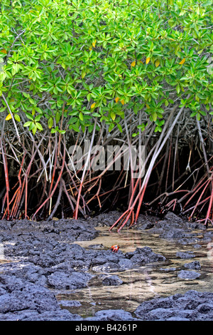 Mangrove rouge (Rhizophora mangle) roches volcaniques et Sally Lightfoot solitaire (crabe Grapsus grapsus) Galapagos Black Turtle Cove Banque D'Images
