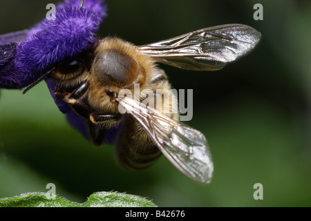 Abeille domestique (Apis mellifera) se nourrissent d'une fleur qu'une salvia. design ingénieux ces fleurs ont, parfait pour la pollinisation Banque D'Images