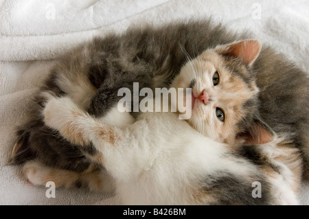 Deux jeunes chatons de 35 jours, 5 semaines, câlins ensemble. Un chaton est à la recherche à l'appareil photo, l'autre est en train de dormir. Banque D'Images