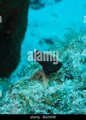 Tête saillante de blennies Sailfin peeking out de son terrier la protection de son territoire. Banque D'Images
