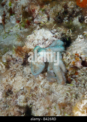 Caribbean Reef Octopus se cacher entre les têtes de corail lorsqu'il est soumis à la lumière du flash lors de la plongée de nuit. Banque D'Images