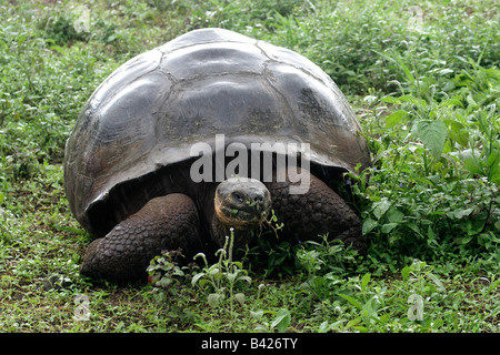 Tortue géante des Galápagos (Geochelone elephantopus), sous la pluie avec une végétation luxuriante, l'île de Santa Cruz Galápagos. Banque D'Images