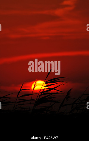 Coucher du soleil à Peshnoe les marais où la rivière Oural se jette dans la mer Caspienne, près de Almaty au Kazakhstan occidental Banque D'Images