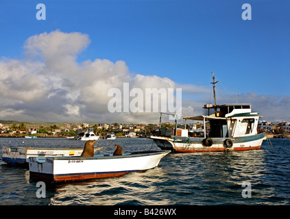 Lion de mer Galapagos (Zalophus californianus wollebacki) sur le bateau de pêche, Puerto Baquerizo Moreno, capitale de l'Equateur, Galapagos Banque D'Images