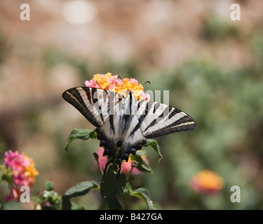Papillon du machaon rare se nourrissant de plant Banque D'Images