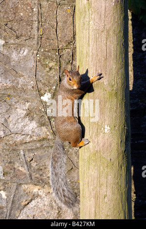 Un écureuil gris Sciurus carolinensis grimpant sur un poteau de téléphone Banque D'Images