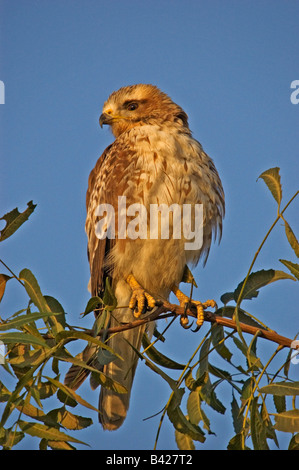 Jeune eyed buzzard Banque D'Images